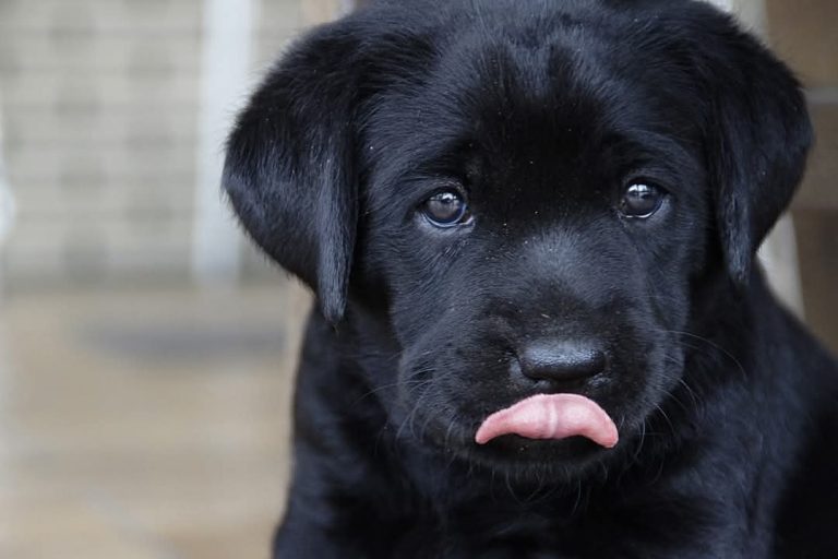Kleintiere Kleiner Hund