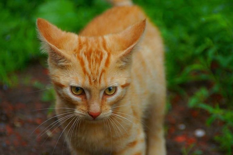 Notfälle Katze